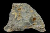 Pennsylvanian Fossil Brachiopod Plate - Kentucky #160240-2
